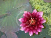 Nymphaea Stan Skinger