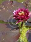 Nymphaea Stan Skinger
