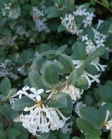 Osmanthus delavayi Pearly Gates