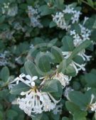 Osmanthus delavayi Pearly Gates