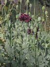 Papaver somniferum Paeoniiflorum Group Black Paeony