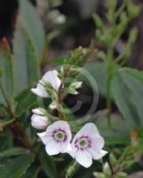 Parahebe Snowcap