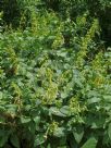 Phygelius aequalis Yellow Trumpet