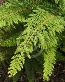 Polystichum setiferum Divisilobum Group