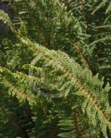 Polystichum setiferum Grandidens