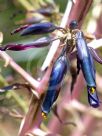 Puya coerulea violacea