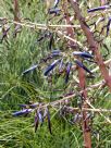 Puya coerulea violacea