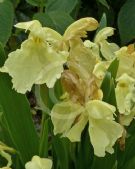 Roscoea cautleyoides