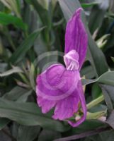 Roscoea purpurea