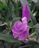 Roscoea purpurea