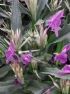 Roscoea purpurea