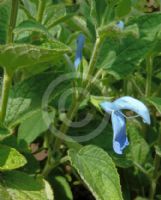 Salvia patens Cambridge Blue