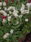 Sanguisorba obtusa Alba