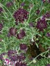 Scabiosa atropurpurea Chile Black