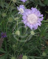 Scabiosa caucasica Lavender Blue