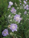 Scabiosa caucasica Lavender Blue