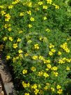 Tagetes patula Lemon Gem