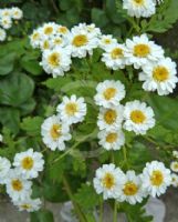 Tanacetum parthenium double white flowered