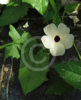 Thunbergia alata Alba