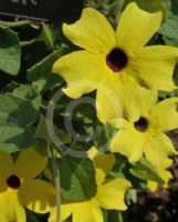 Thunbergia alata Lemon