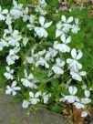 Viola cornuta Alba Group