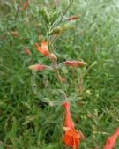 Epilobium canum Dublin