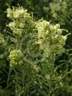 Grevillea lanigera Lutea