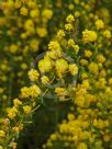 Acacia amblygona Winter Gold