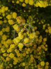 Acacia amblygona Winter Gold