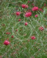 Grevillea rosmarinifolia Scarlet Sprite