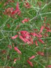 Grevillea rosmarinifolia Scarlet Sprite