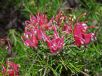 Grevillea rosmarinifolia Scarlet Sprite