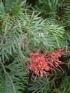 Grevillea Molly