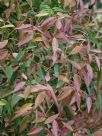 Syzygium luehmannii Royal Flame