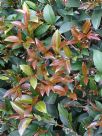 Syzygium australe Bush Christmas