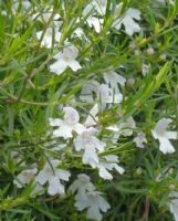 Westringia longifolia Snow Flurry