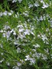 Westringia longifolia Snow Flurry