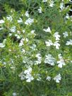 Westringia longifolia Snow Flurry