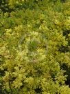 Acacia fimbriata dwarf