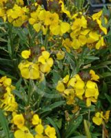 Erysimum Walberton's Fragrant Sunshine