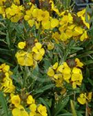 Erysimum Walberton's Fragrant Sunshine