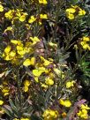 Erysimum Walberton's Fragrant Sunshine