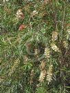 Callistemon Injune