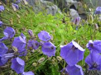 Campanula pseudoranieri