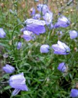 Campanula saxifraga