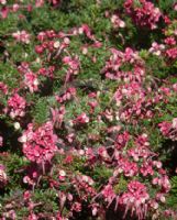 Grevillea lanigera Mt Tamboritha