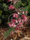 Grevillea lanigera Mt Tamboritha