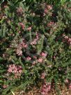 Grevillea lanigera Mt Tamboritha