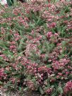 Grevillea lanigera Mt Tamboritha