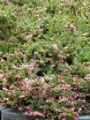 Grevillea lanigera Mt Tamboritha